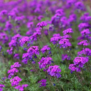 Verbena Tuscany Pastel Mixed 