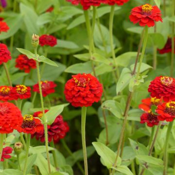 Zinnia Lilliput en mélange - Zinnia elegans Lilliput Mix