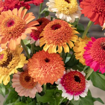 Graines de Zinnia à fleur de scabieuse Crestar! Mix