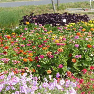 Zinnia Lilliput en mélange - Zinnia elegans Lilliput Mix