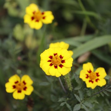 Graines d'Oeillet d'Inde Alumia Vanilla Cream - Tagetes patula