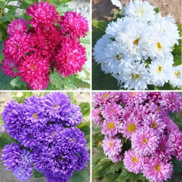 Reine-marguerite naine Colour Carpet mix