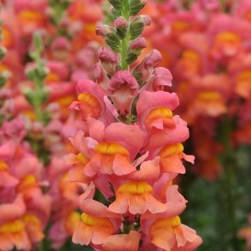 Graines de Muflier hybridePurple Twist F1 - Antirrhinum majus