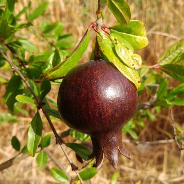 Grenadier à fruits - Punica granatum Black Fruit