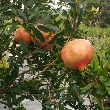 Grenadier à fruits - Punica granatum Black Fruit