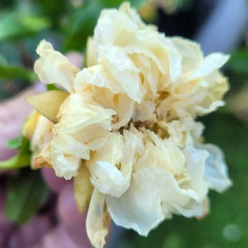 Grenadier à fleurs - Punica granatum Alba Plena