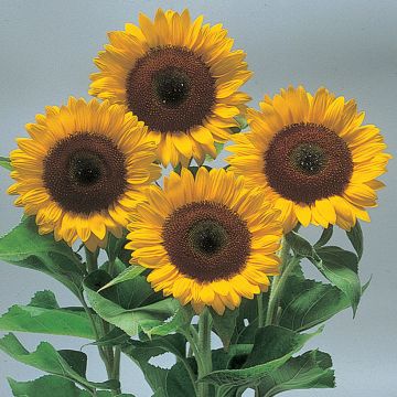Tournesol Sunrich Orange F1 - Helianthus annuus