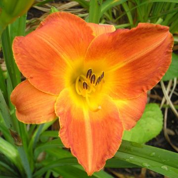 Hémérocalle Bittersweet Holiday - Lis d'un Jour