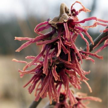 Hamamelis vernalis ‘Washington Park’