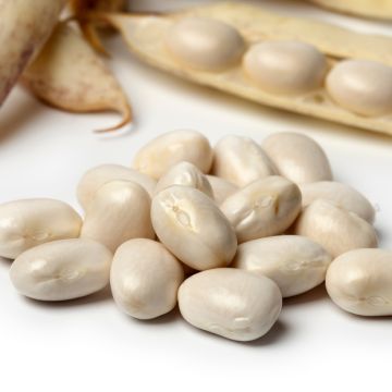 Haricot nain à écosser Pactol - type coco Paimpolais