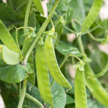 Haricot à rames à cosses vertes Algarve