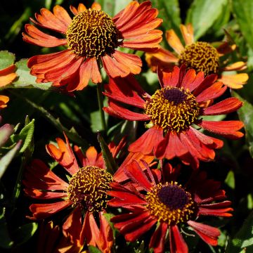 Helenium Siesta - Hélénie d'automne rouge vrai