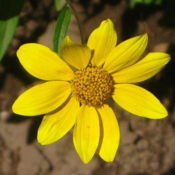 Helianthella quinquenervis - Petit tournesol à cinq nervures