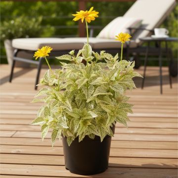 Heliopsis helianthoides Sparkling Contrast - Héliopsis faux-hélianthe