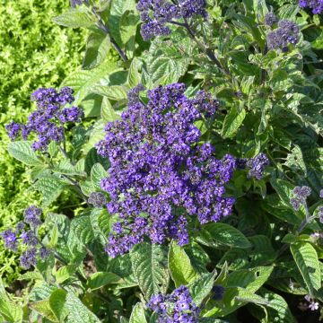 Héliotrope du Pérou Marine