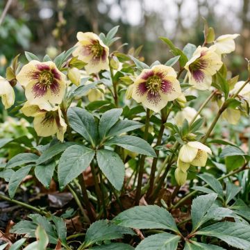 Hellébore ViV® Serafina - Helleborus orientalis