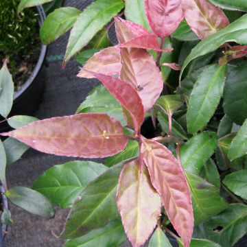 Helwingia chinensis - Helwingie de Chine