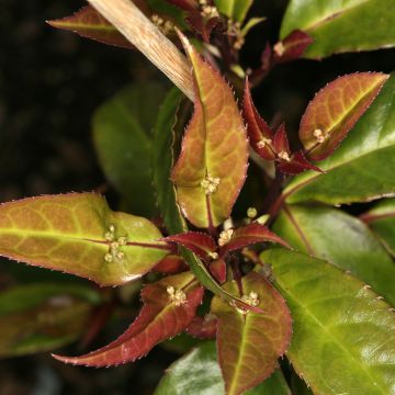 Helwingia chinensis - Helwingie de Chine