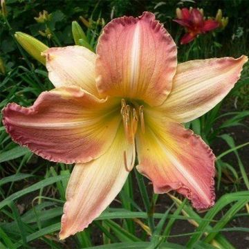 Hémérocalle Abstract Art - Lis d'un Jour