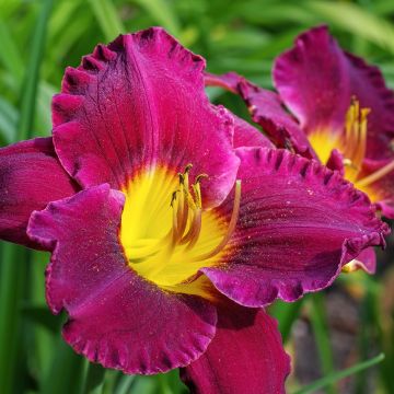 Hémérocalle Bela Lugosi