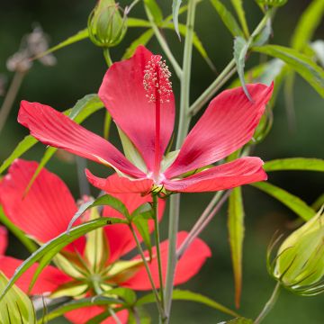 Hibiscus coccineus - Ketmie écarlate - Étoile du Texas.