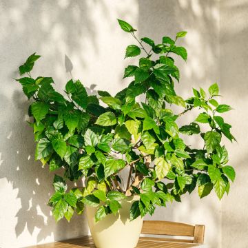 Hibiscus rosa-sinensis - Rose de Chine