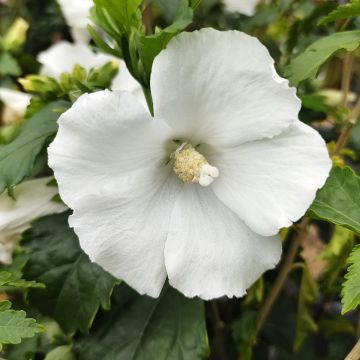 Hibiscus syriacus Eléonore - Althéa simple, blanc pur.