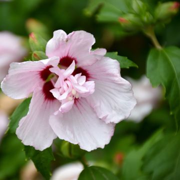 Mauve en arbre - Hibiscus syriacus Leopoldii