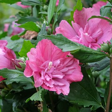 Hibiscus syriacus Magenta Chiffon