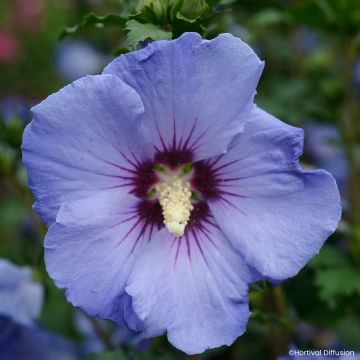 Hibiscus syriacus Oiseau Bleu - Althéa bleu