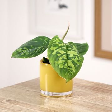 Homalomena Camouflage