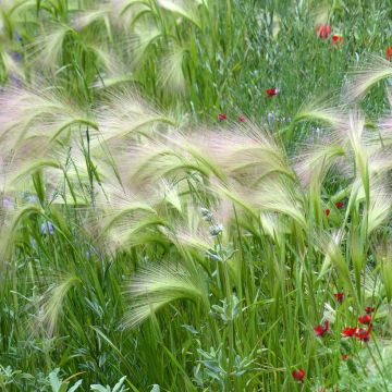 Hordeum Jubatum 