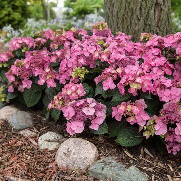 Hortensia - Hydrangea Endless Summer Pop Star (rose)