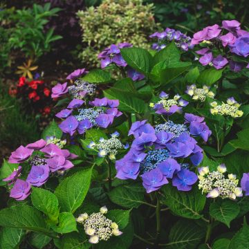 Hortensia - Hydrangea macrophylla Blaumeise