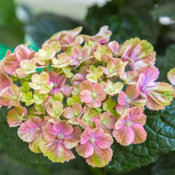 Hortensia - Hydrangea macrophylla Magical Amethyst