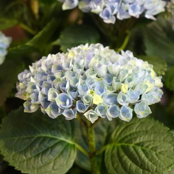 Hortensia - Hydrangea macrophylla Magical Revolution Bleu