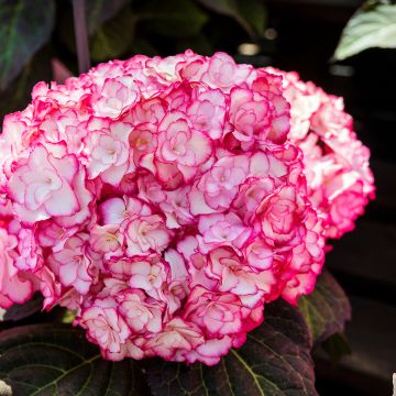 Hydrangea macrophylla Miss Saori - Hortensia