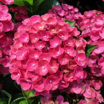 Hortensia - Hydrangea macrophylla Rebellion Ferrari Love