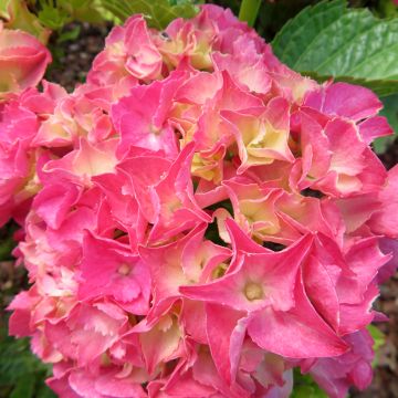 Hortensia - Hydrangea macrophylla Rebellion Pink Love