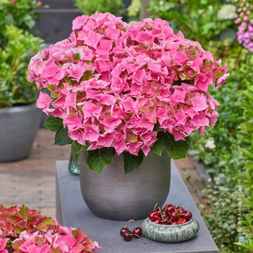 Hortensia - Hydrangea macrophylla Rembrandt Antico Fresco