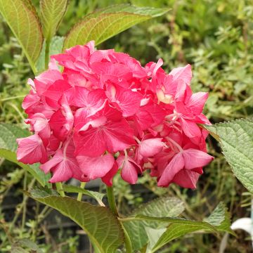 Hortensia - Hydrangea macrophylla Selma