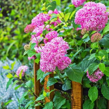Hortensia arborescens Pink Annabelle ou Invincibelle