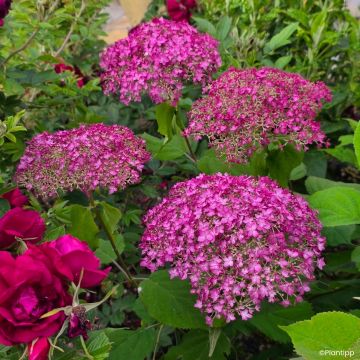 Hortensia arborescens Candybelle Winegum