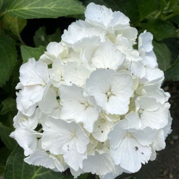 Hortensia - Hydrangea macrophylla Schneeball