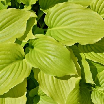 Hosta Auguste Moon