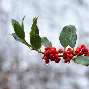 Houx commun - Ilex aquifolium JC Van Tol