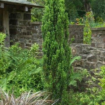 Houx crénelé - Ilex crenata Fastigiata