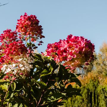 Hydrangea paniculata Magical Fire - Hortensia paniculé
