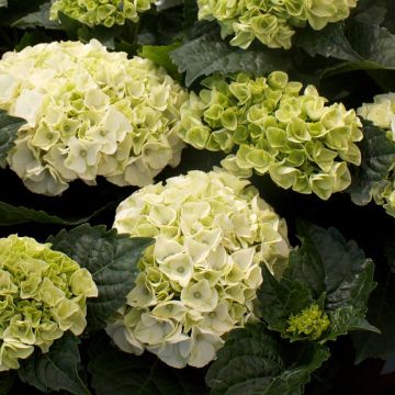 Hortensia - Hydrangea macrophylla Schneeball