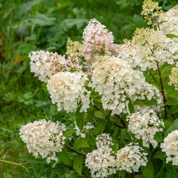 Hortensia - Hydrangea paniculata Silver Dollar en pot de 10 L
